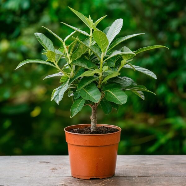 Neem plant